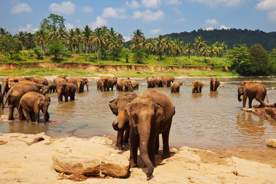 Jongerenrondreis naar Sri Lanka