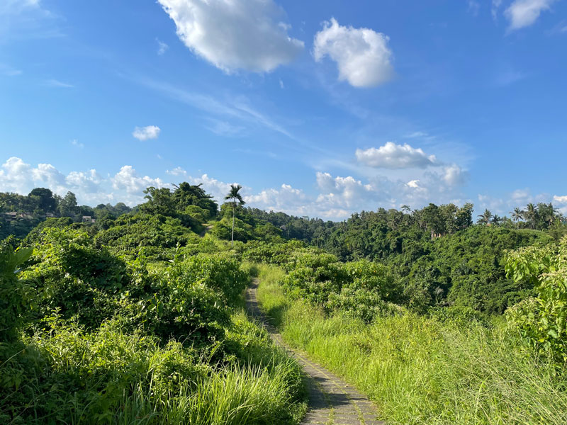 Campuhan Ridge Walk in Ubud