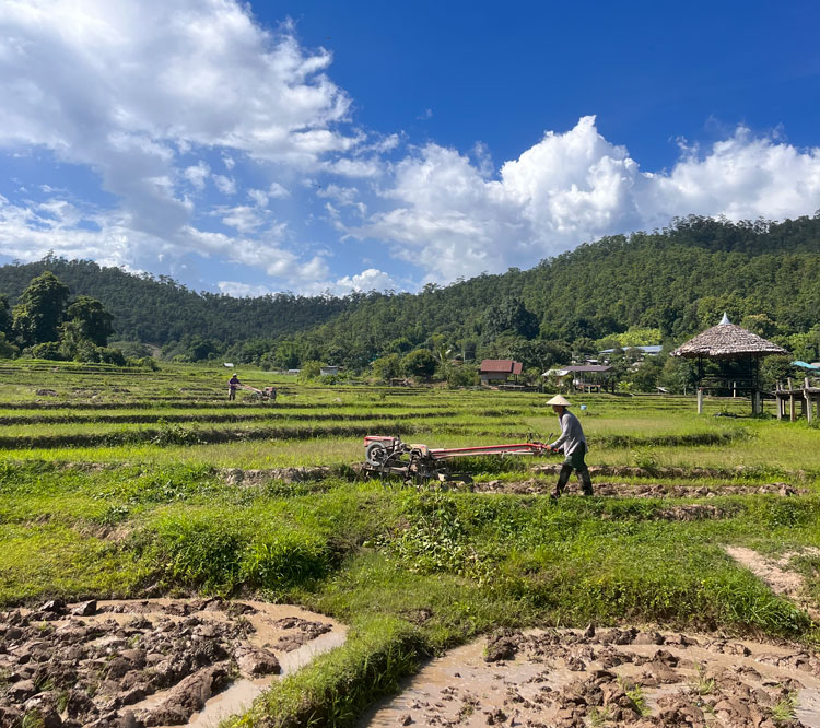 Rijstvelden in Pai, Thailand