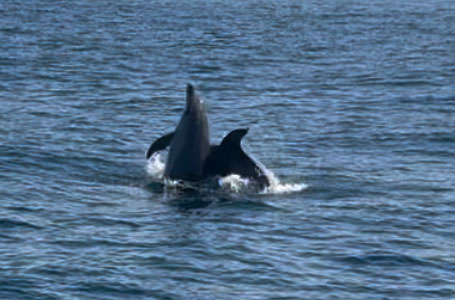 Dolfijnen spotten in de Algarve met partner