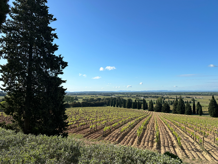 Uitgestrekte wijngaard in Frankrijk